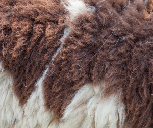 Washable Sheepskins: Brown and Cream